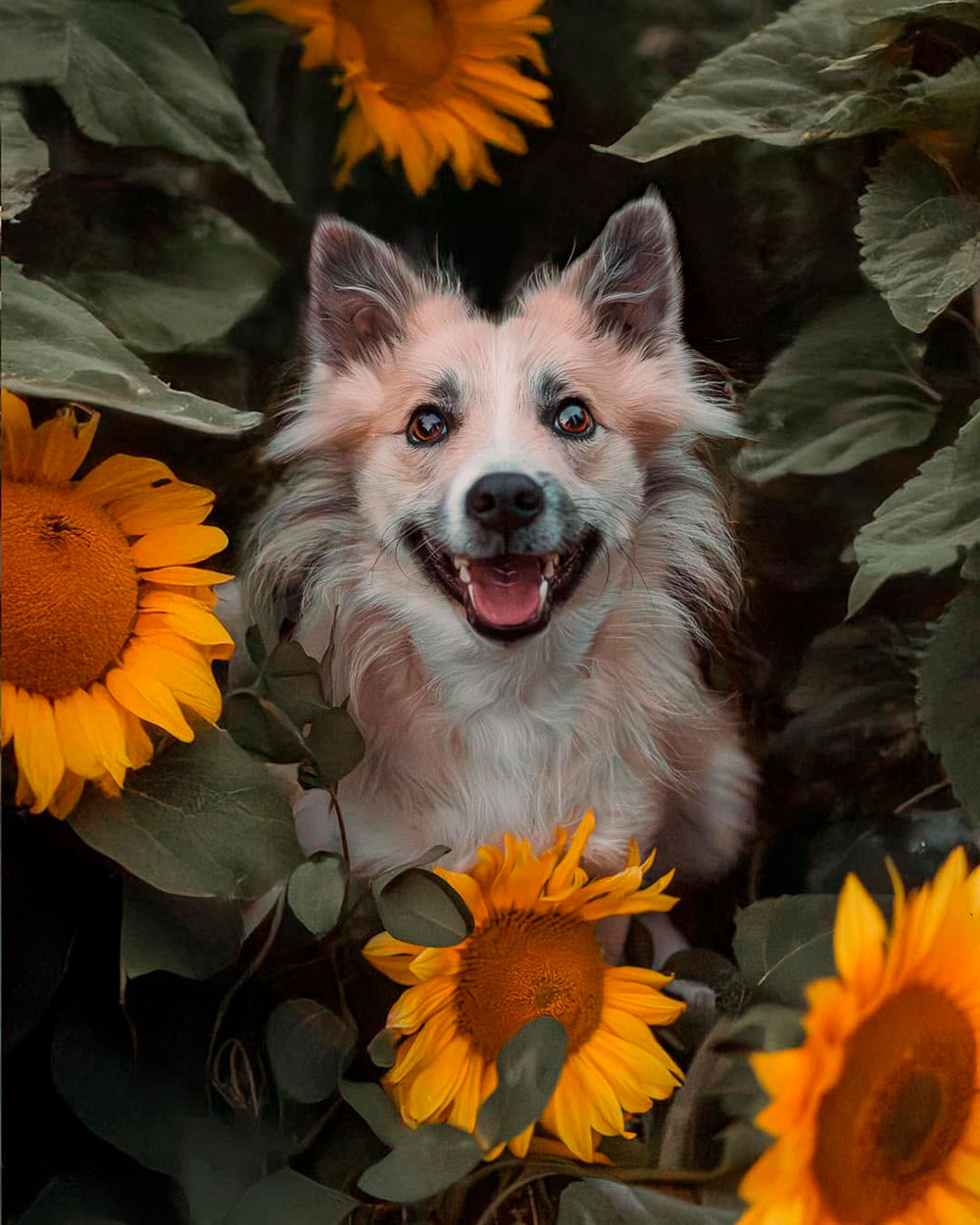 Glad hund i solsikkemarken – Kæledyrsfotograf